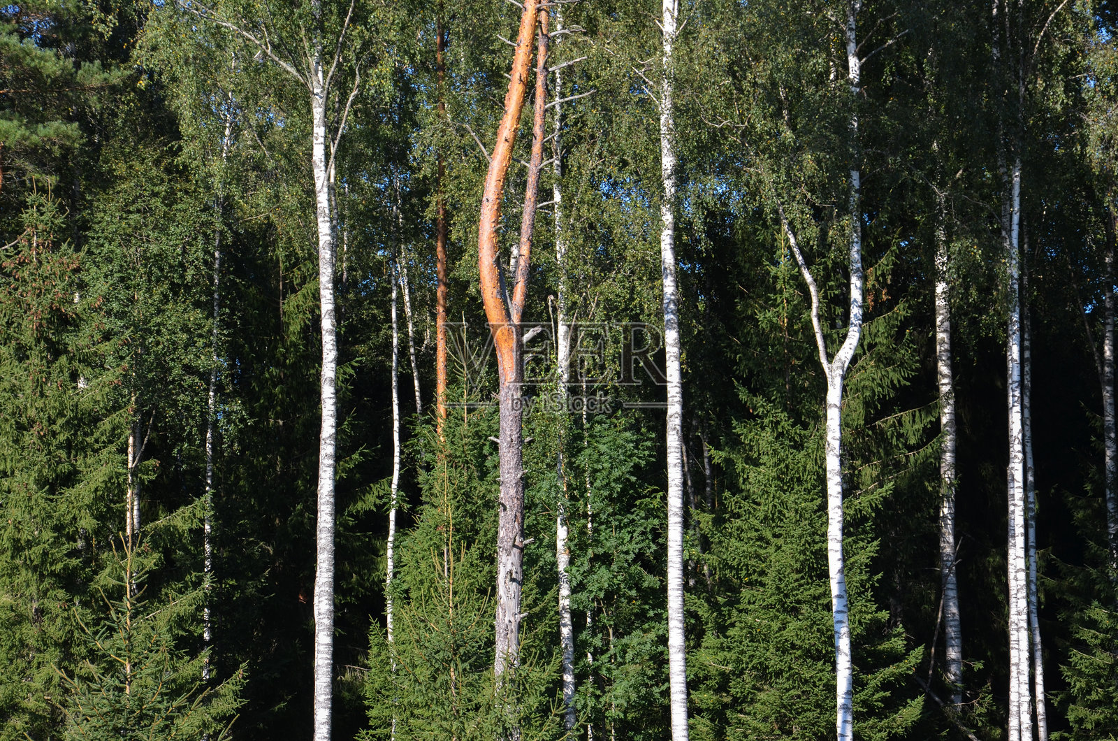 森林中树木的低角度视图照片摄影图片