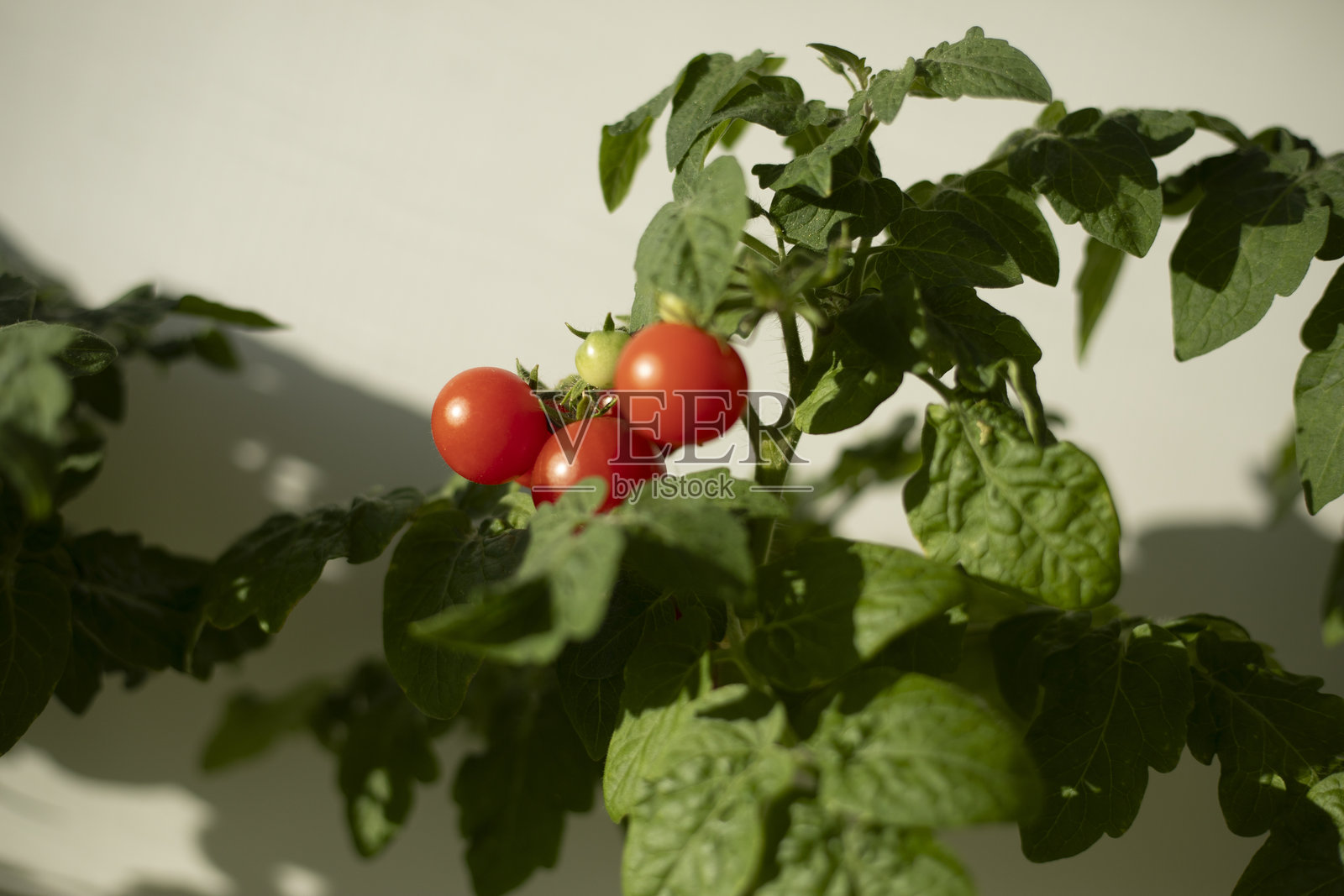 家庭种植的番茄。家庭花园。实用的水果。照片摄影图片