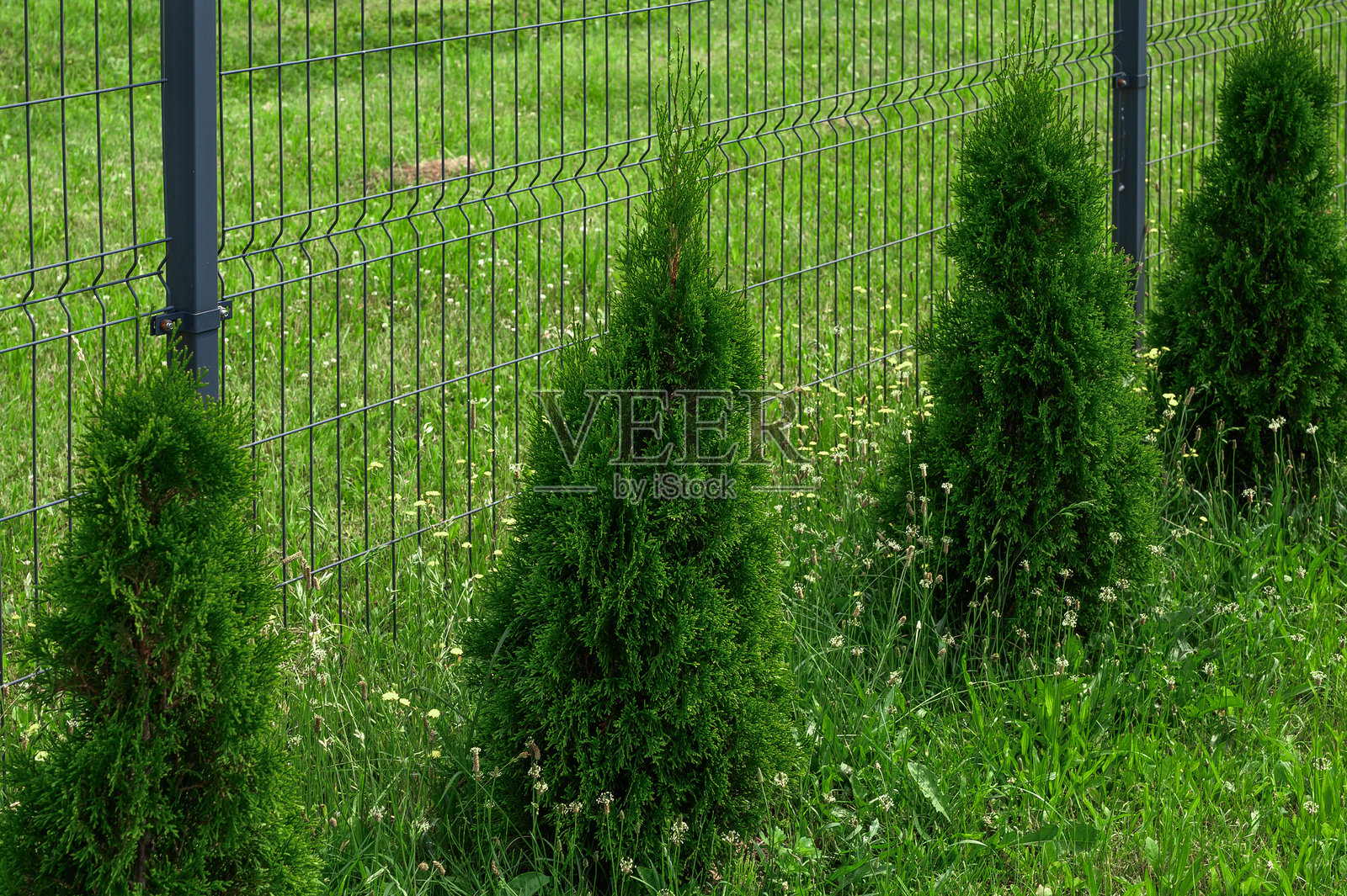 常青花园柏树，西部柏树，绿色自然篱笆照片摄影图片