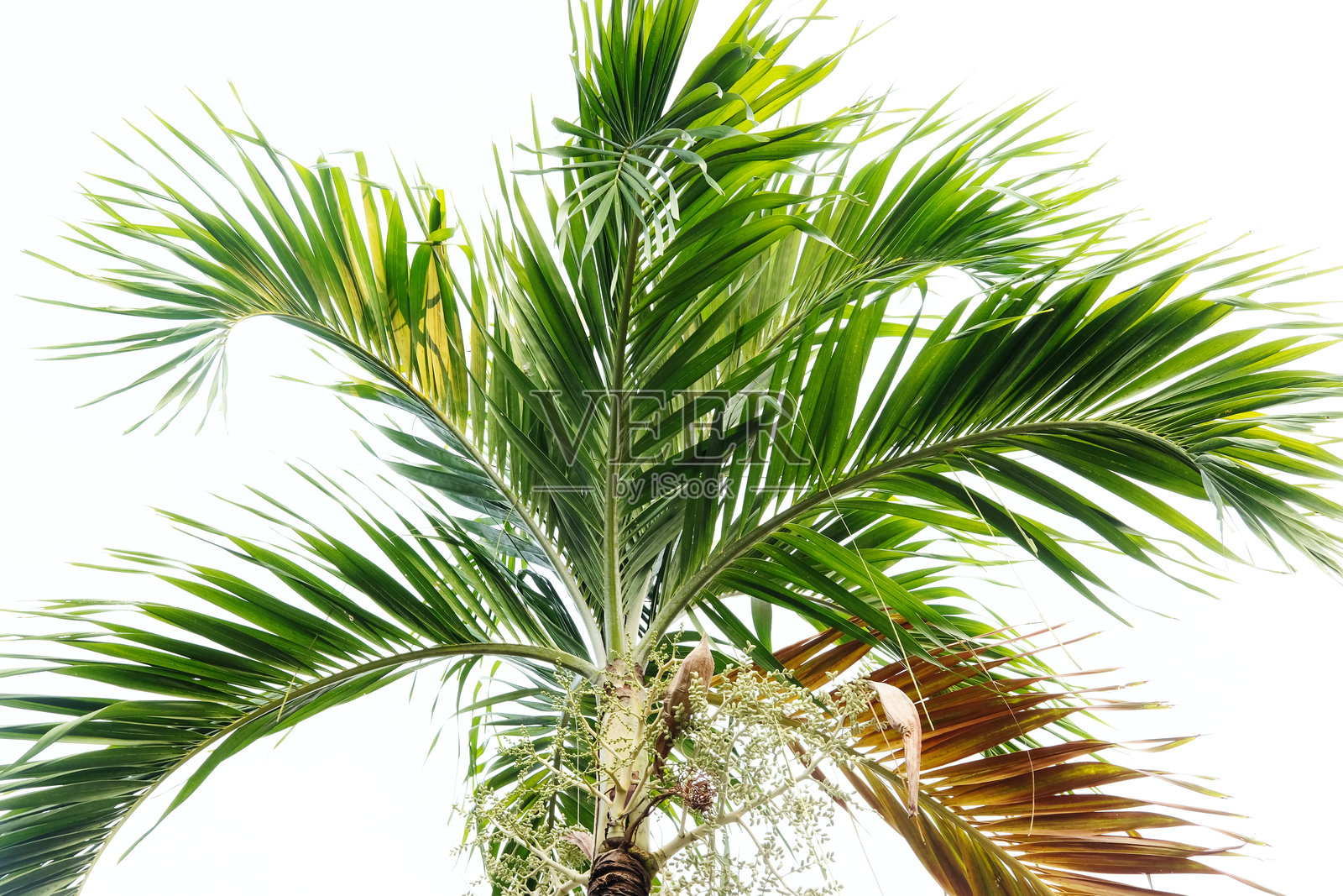 棕榈树照片摄影图片