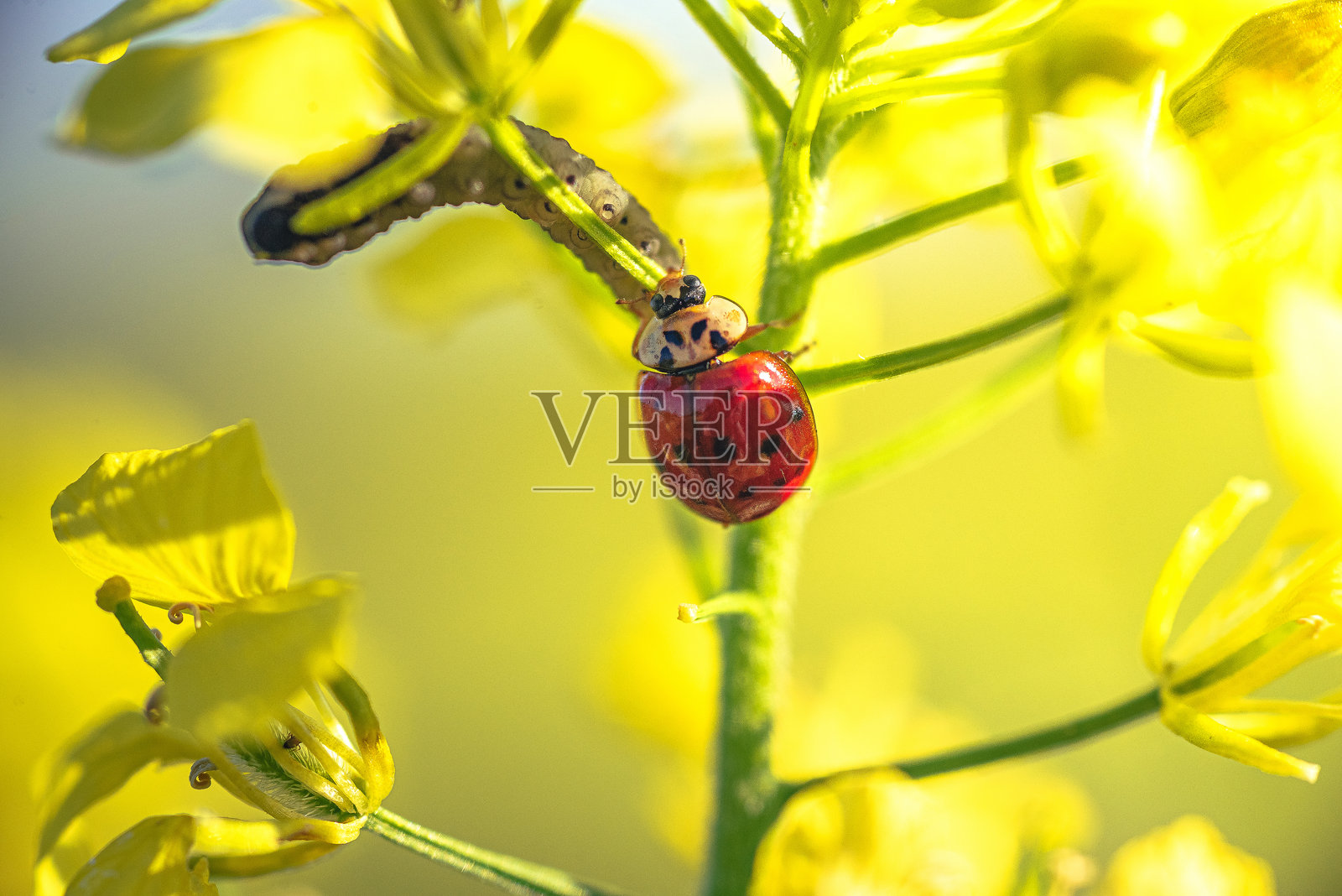 瓢虫照片摄影图片