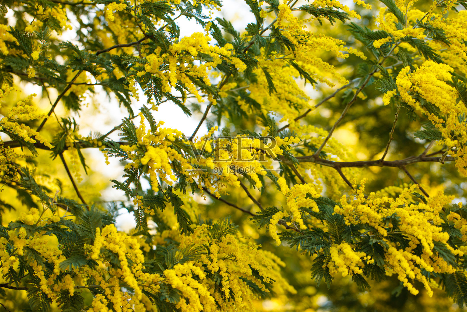 银合欢（Acacia dealbata）春天的花朵，蓝合欢或含羞草，开花植物的背景照片摄影图片