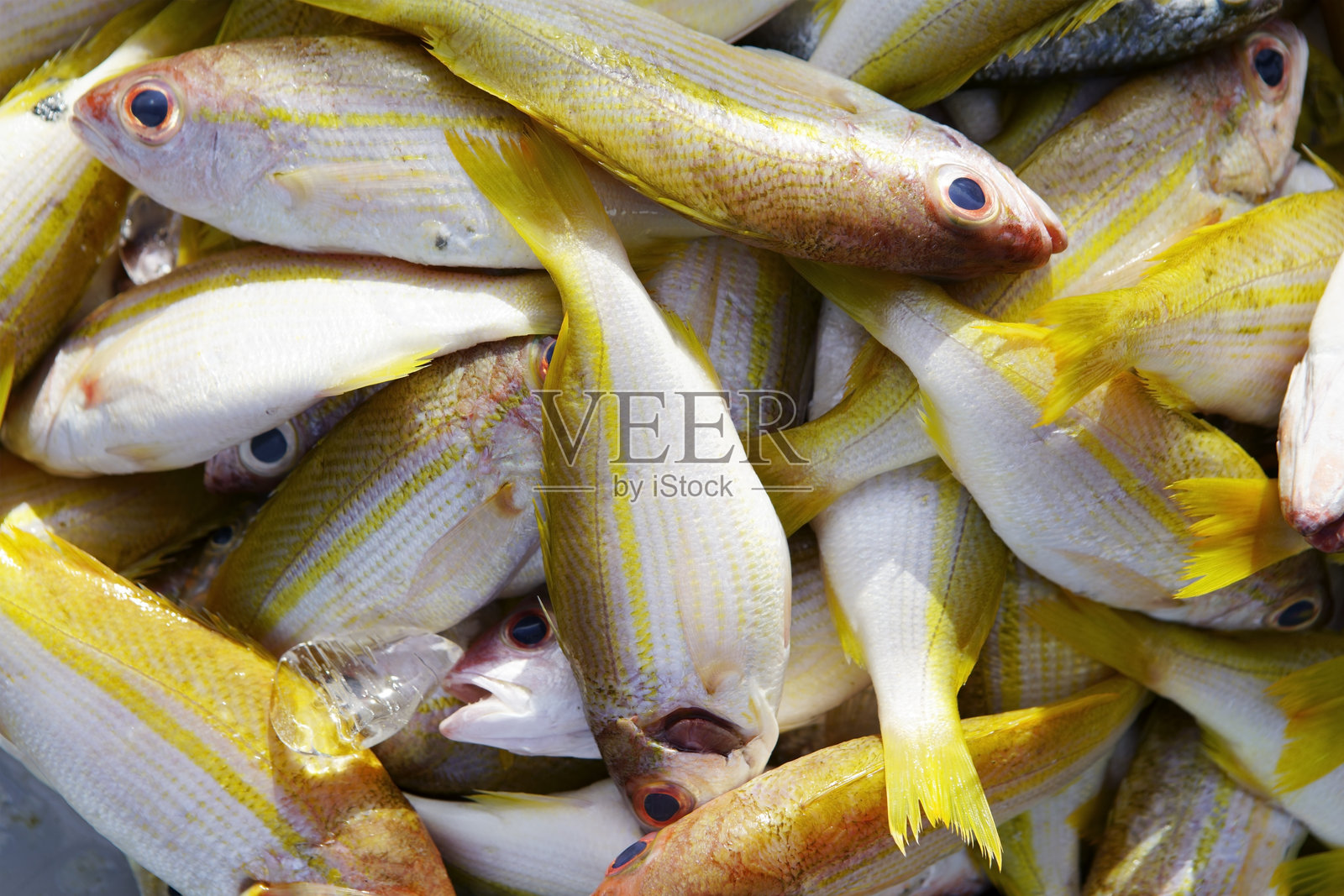 新鲜捕捞的黄鱼堆放在市场展台上出售照片摄影图片