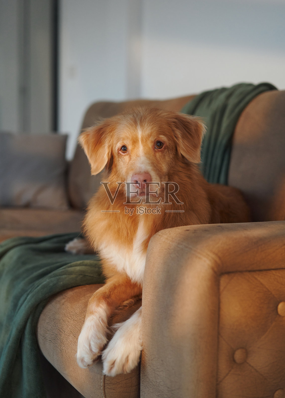 金毛寻回犬坐在节日装饰旁边照片摄影图片