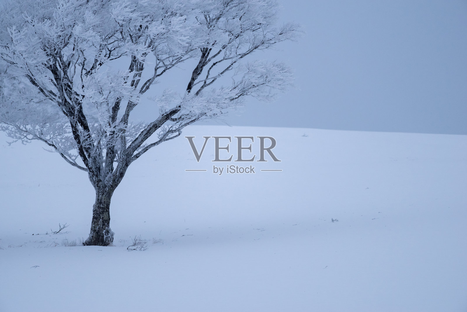 美丽的霜冻树照片摄影图片