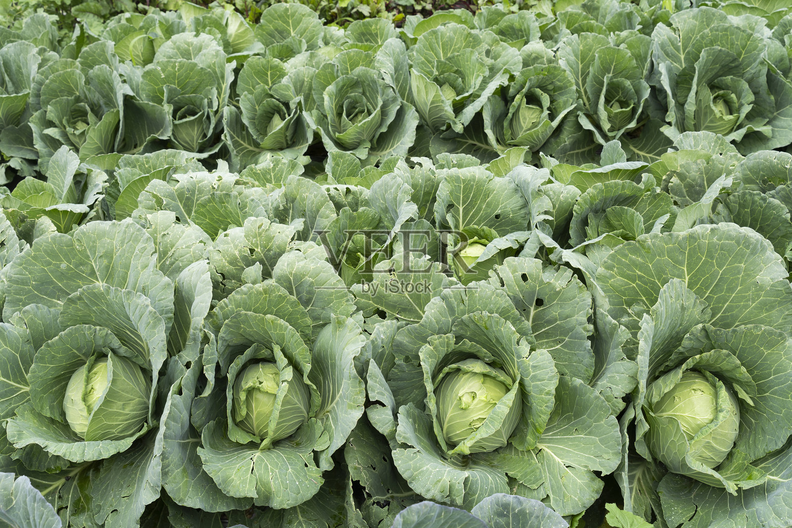 在有机农场种植白甘蓝照片摄影图片