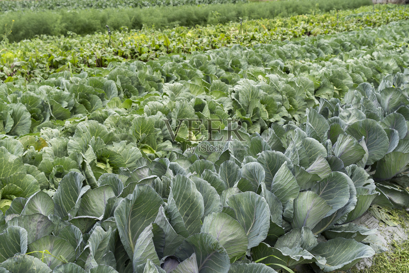 在床上种植有机蔬菜照片摄影图片