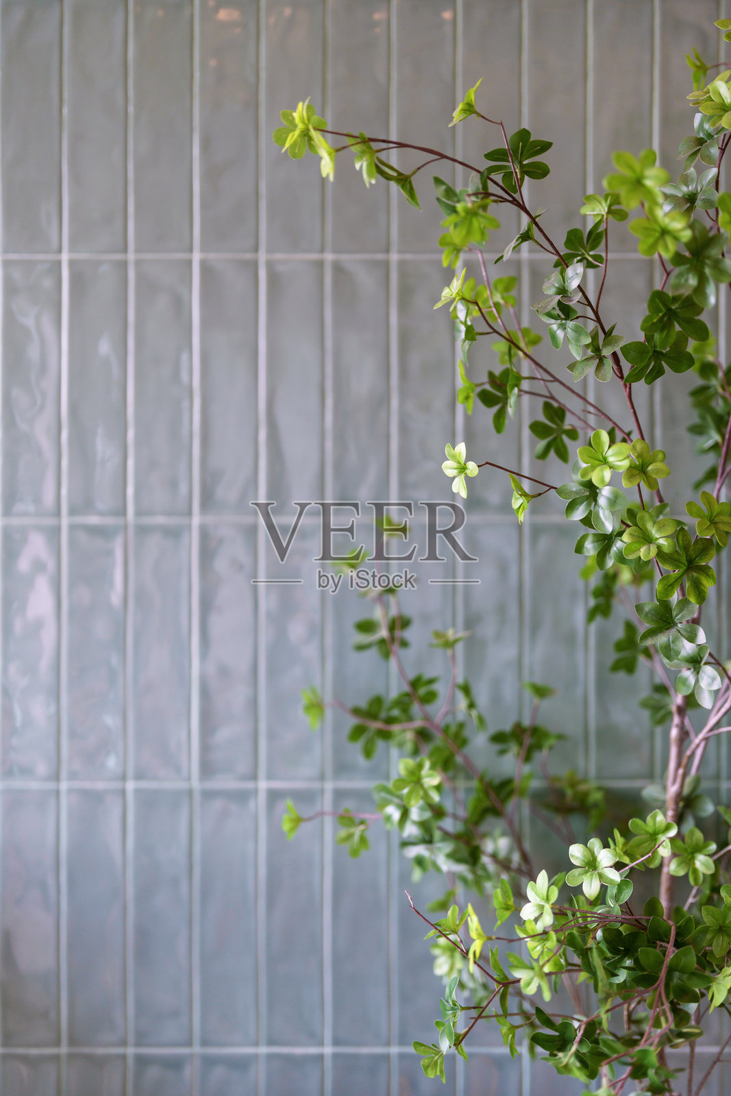 装饰性室内植物，绿叶衬托着纹理墙面。照片摄影图片