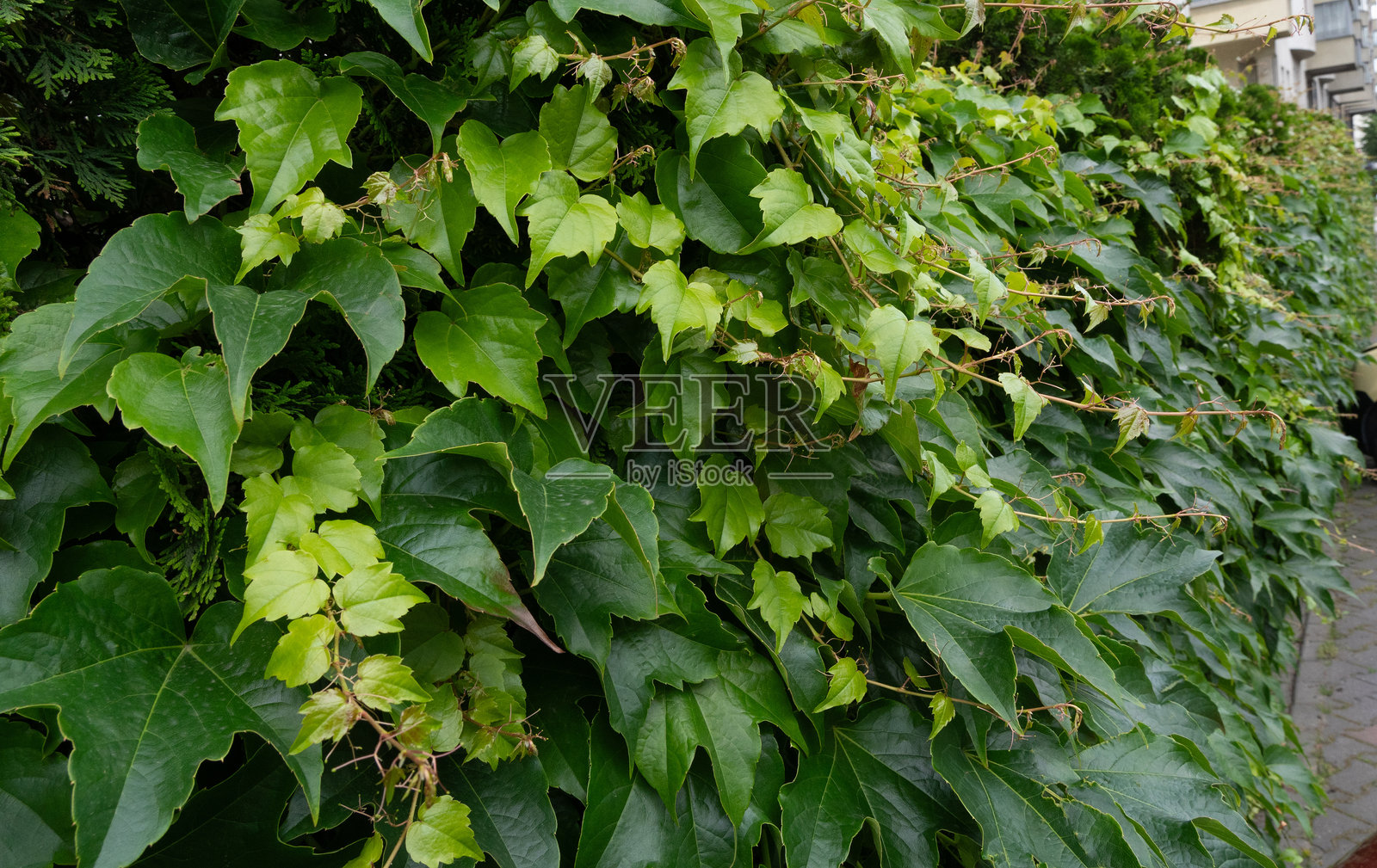 常春藤绿色篱笆，弗吉尼亚爬墙虎叶子墙面图案，郁郁葱葱的维多利亚爬墙虎藤蔓纹理照片摄影图片