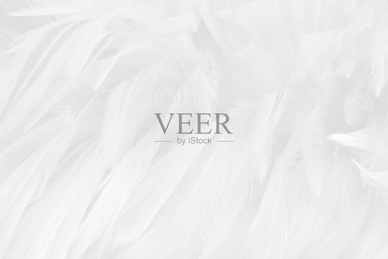 白灰色鸟羽毛图案纹理，适用于背景和设计。照片摄影图片