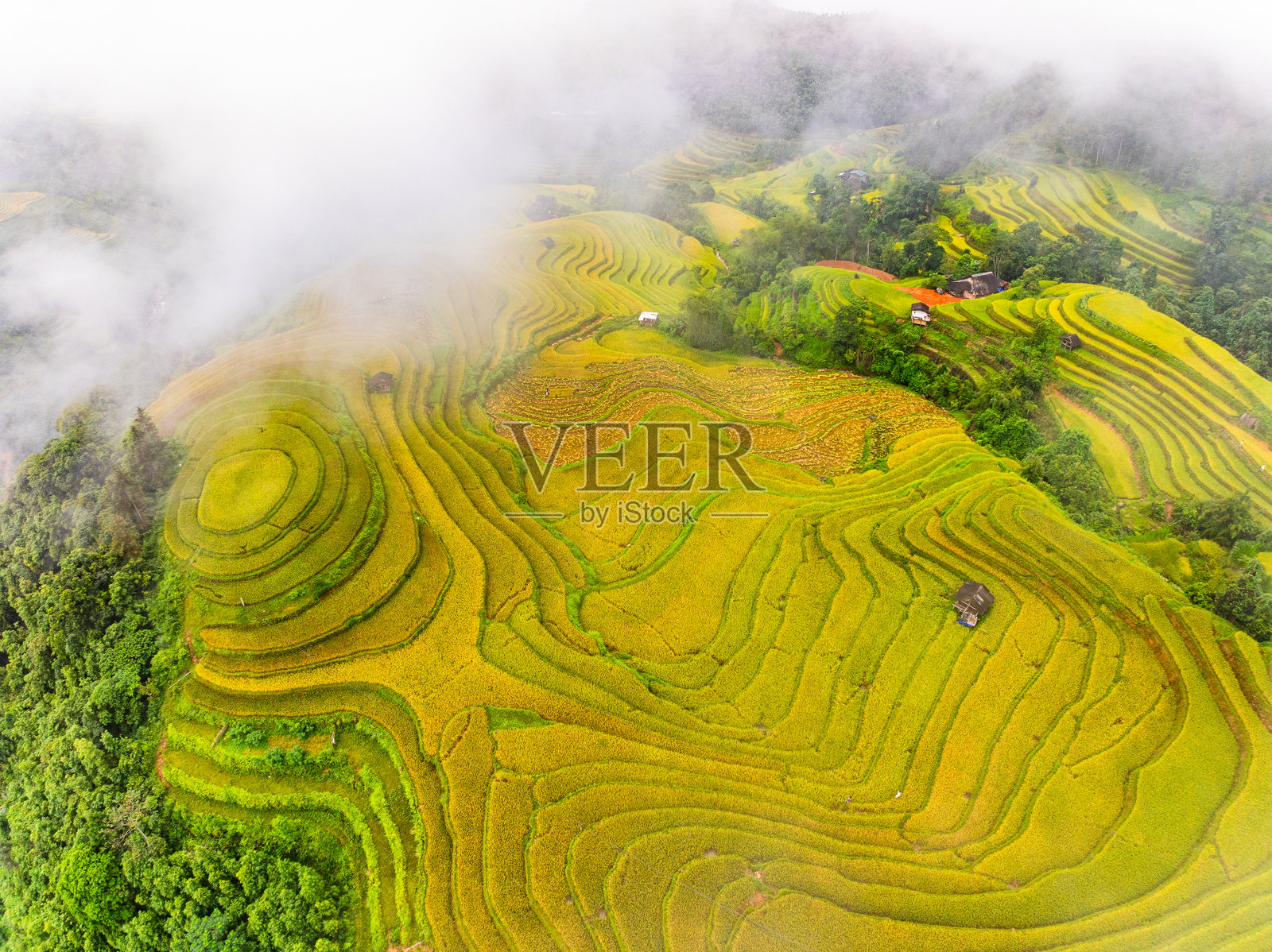 收割季节的稻田梯田航拍，越南北部乡村的绿色农业田野照片摄影图片