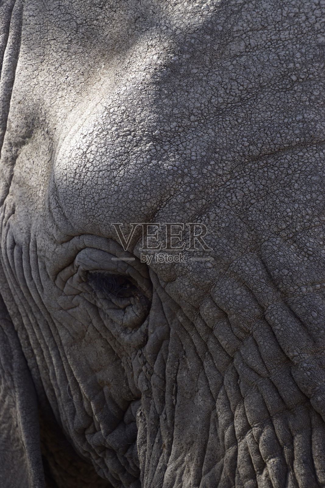 大象纹理皮肤和眼睛的特写照片摄影图片