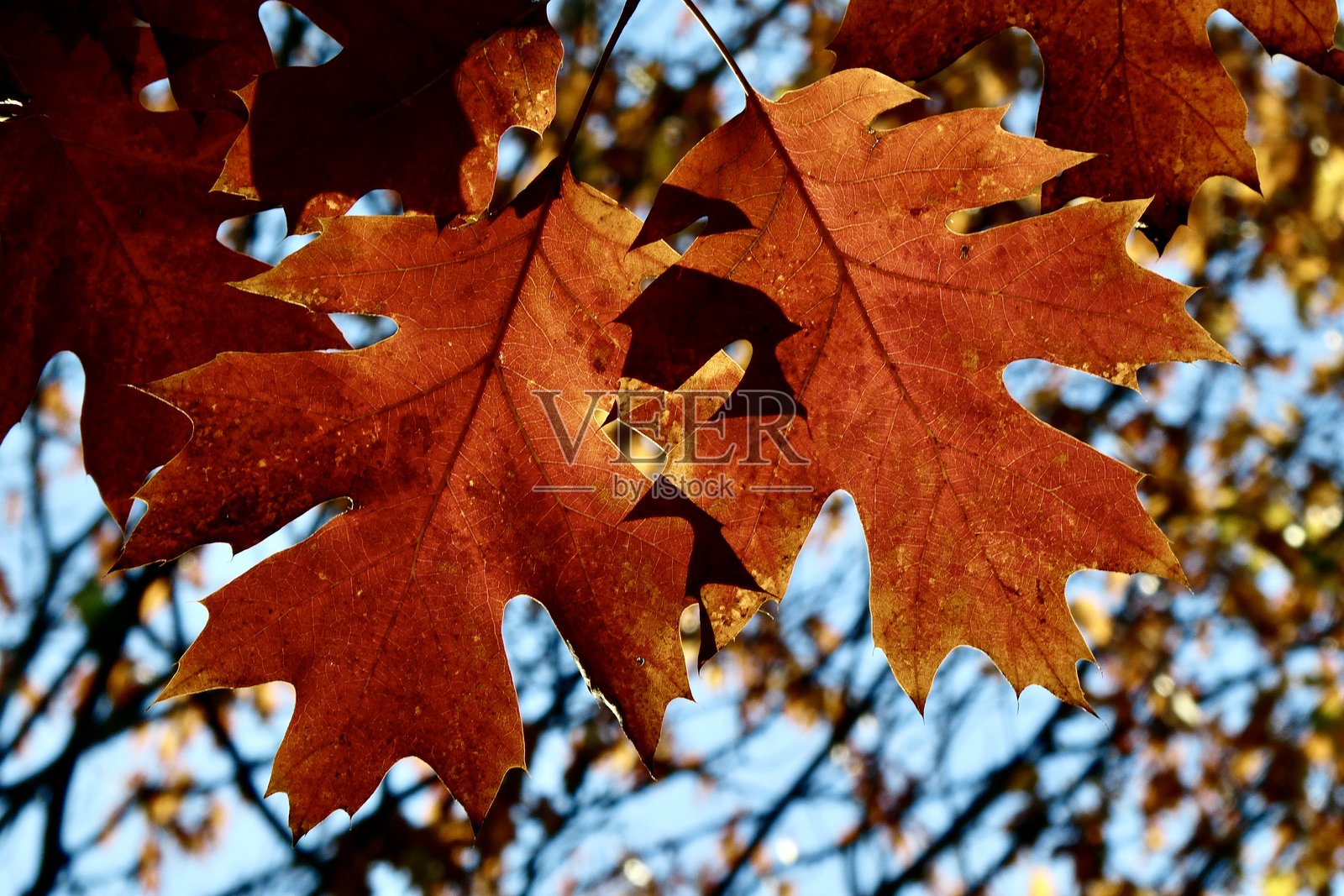 秋天阳光明媚的日子里，树叶特写照片摄影图片