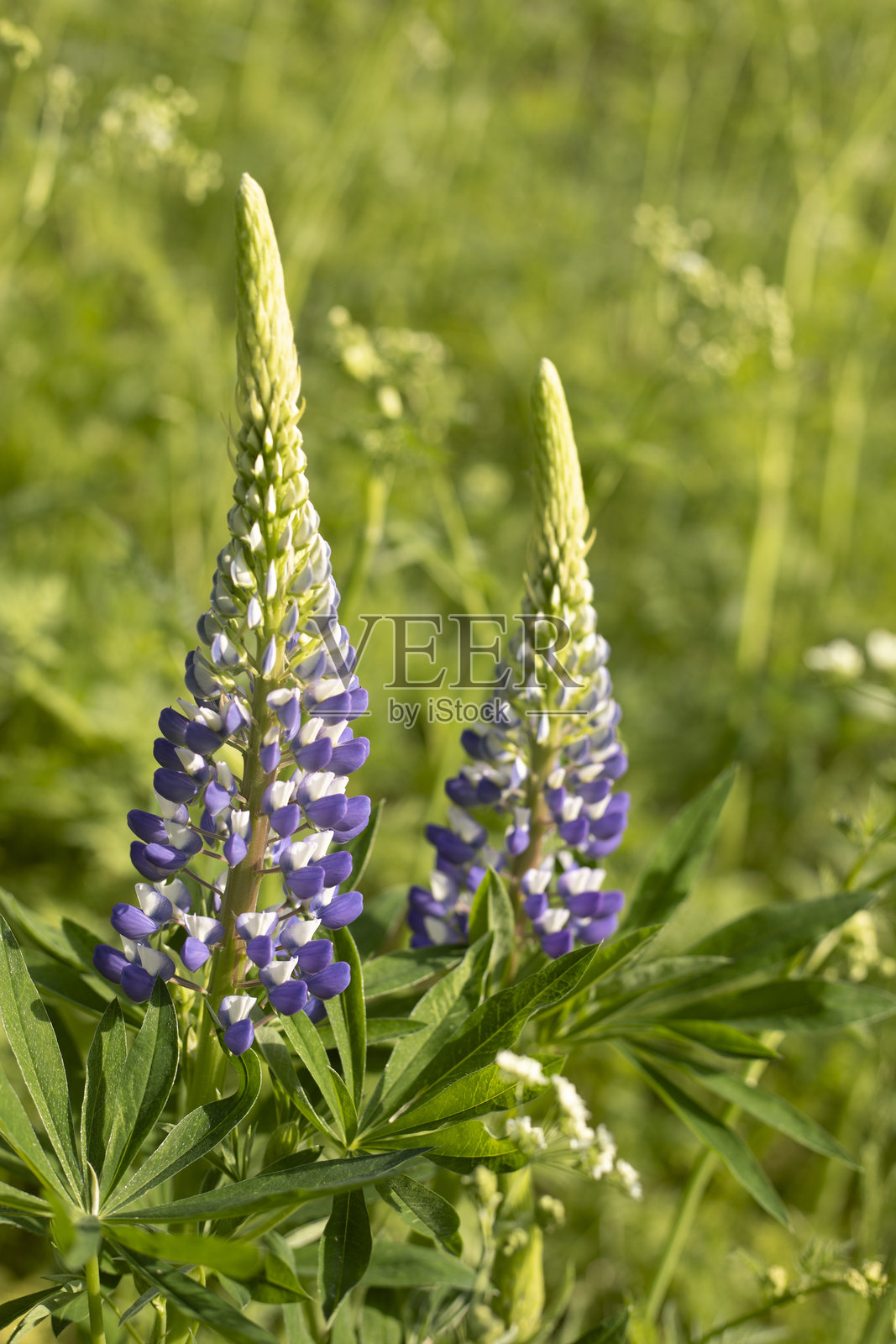 紫色花朵。俄罗斯的夏季植物。大陆自然的细节。照片摄影图片