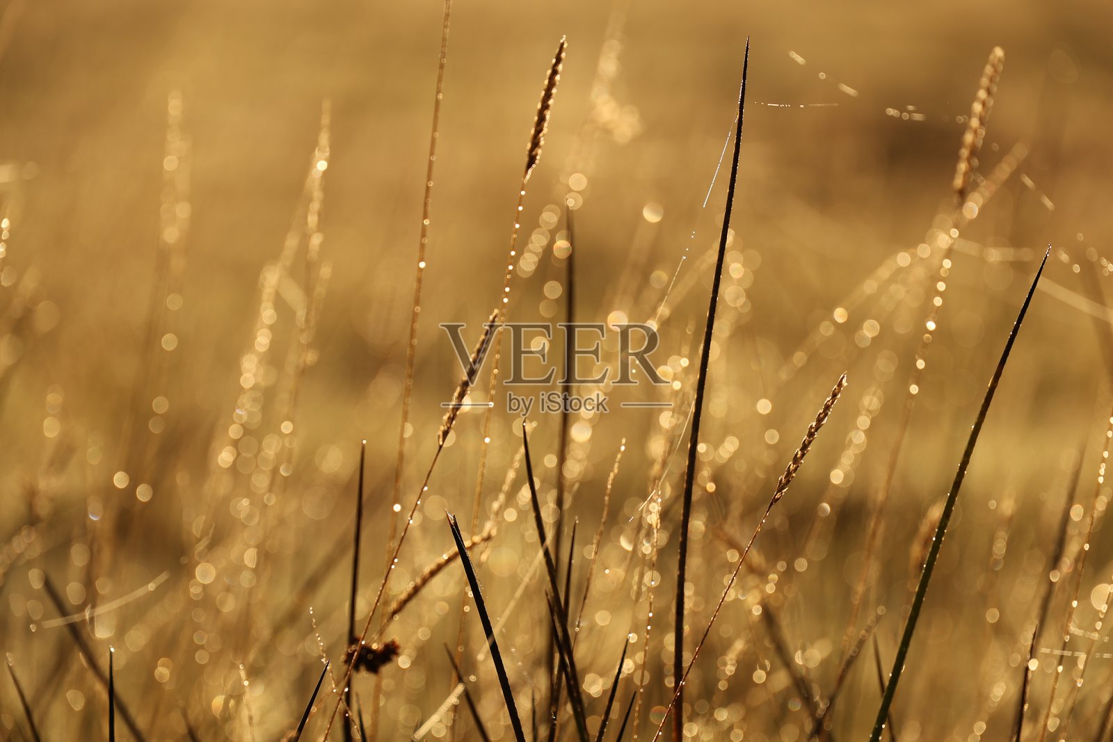 阳光照耀下的草茎照片摄影图片