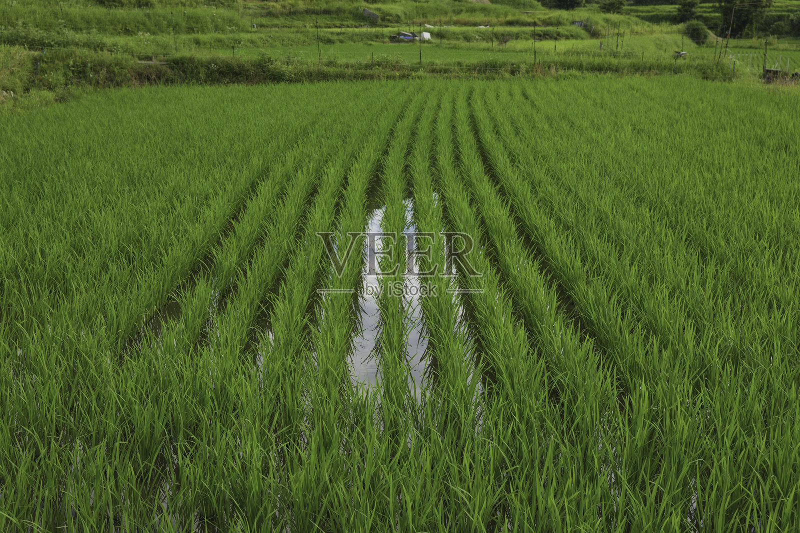 年轻的绿色稻田，夏季乡村风光照片摄影图片