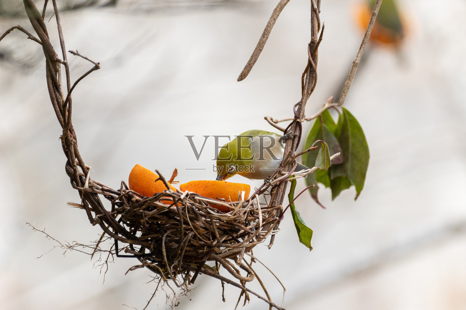 一只来到花园的白眼鸟照片摄影图片