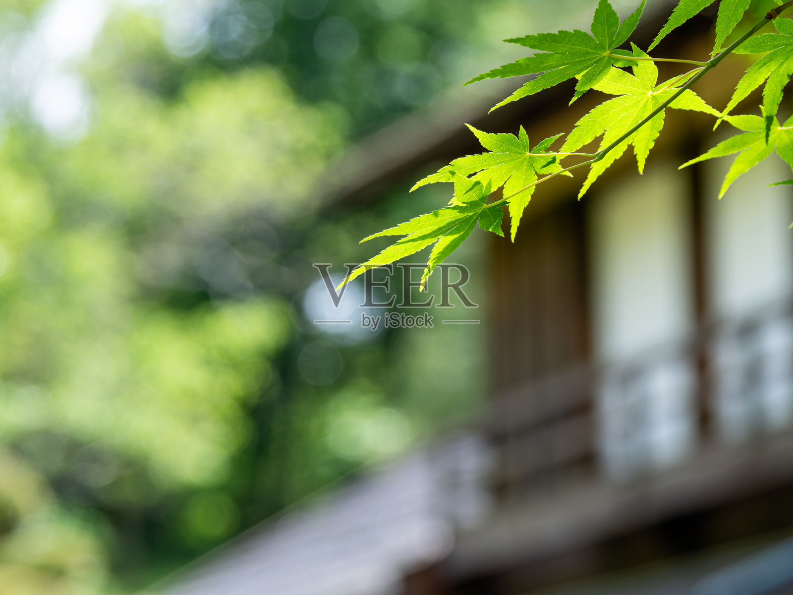新鲜的绿色叶子和背景照片摄影图片