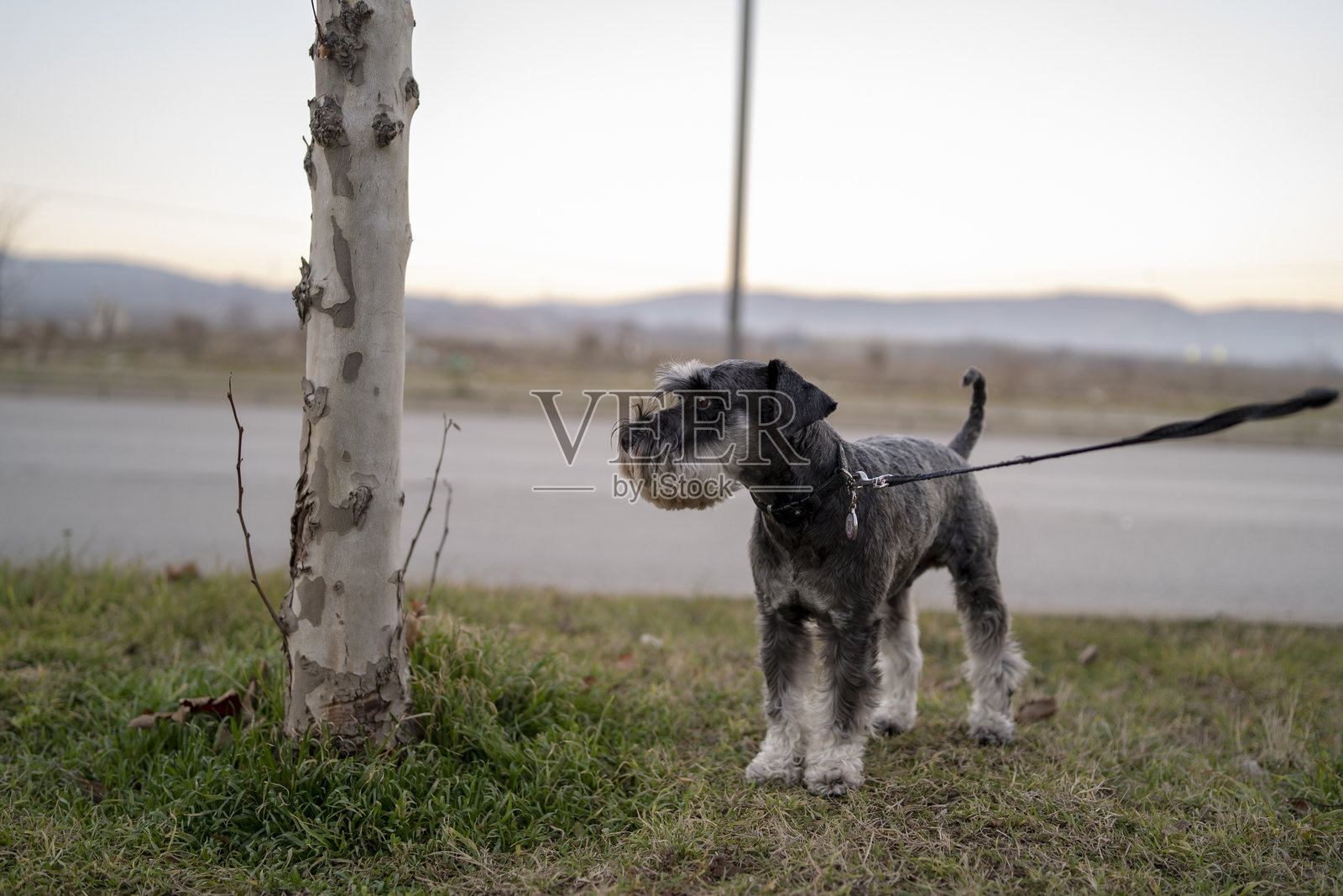 户外遛狗照片摄影图片