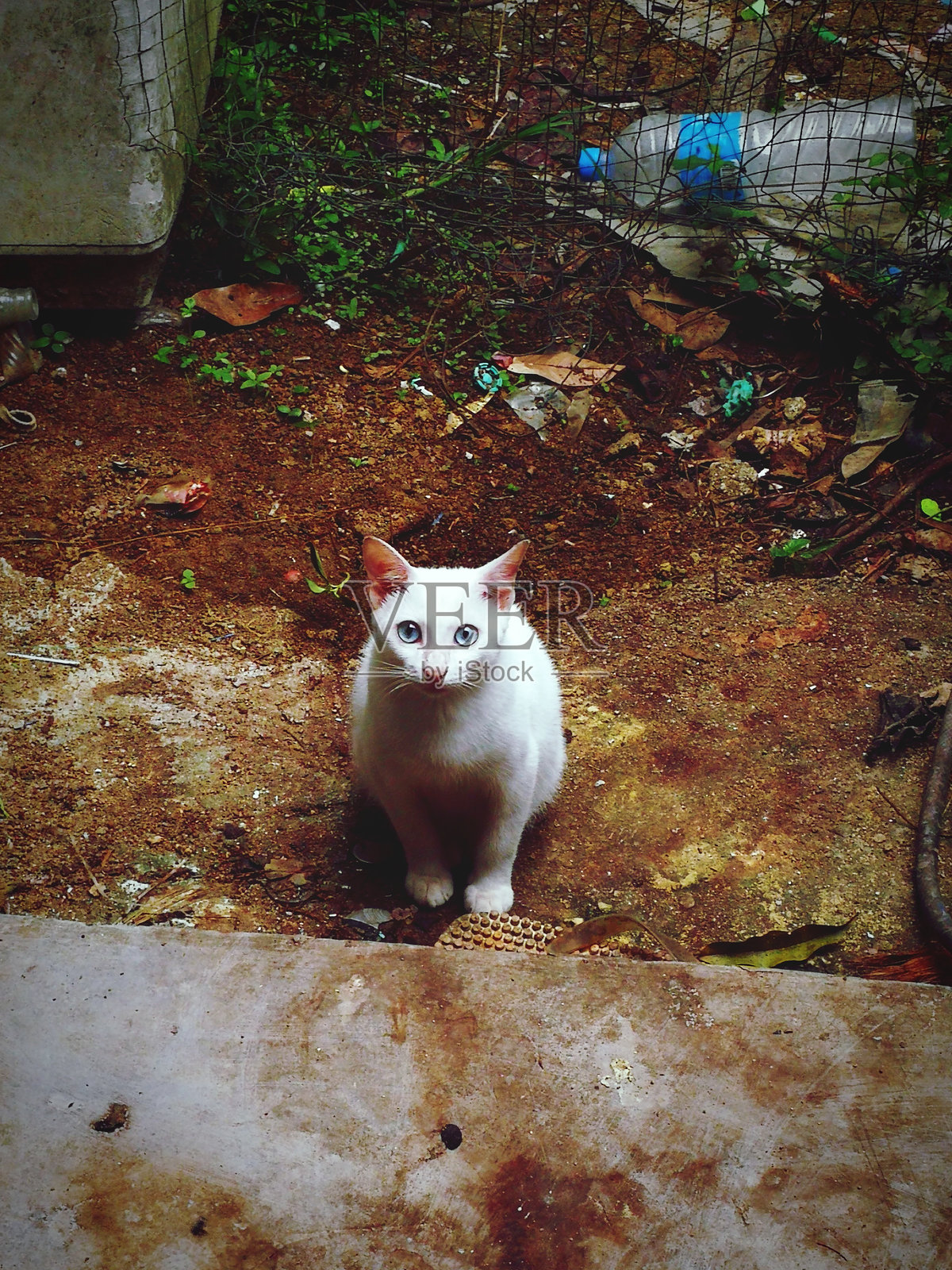 户外坐着的白猫肖像照片摄影图片