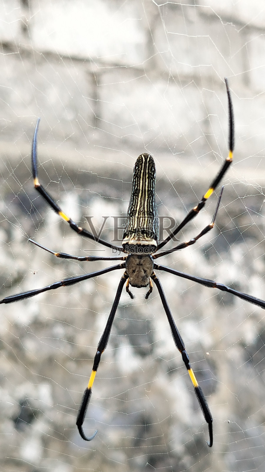 蜘蛛动物照片摄影图片