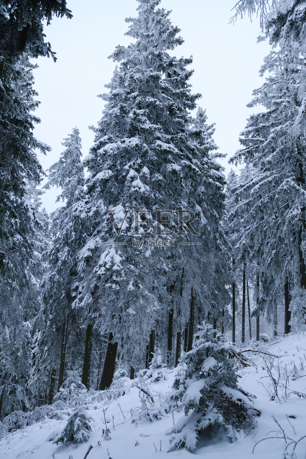 雪覆盖森林的美丽景色照片摄影图片
