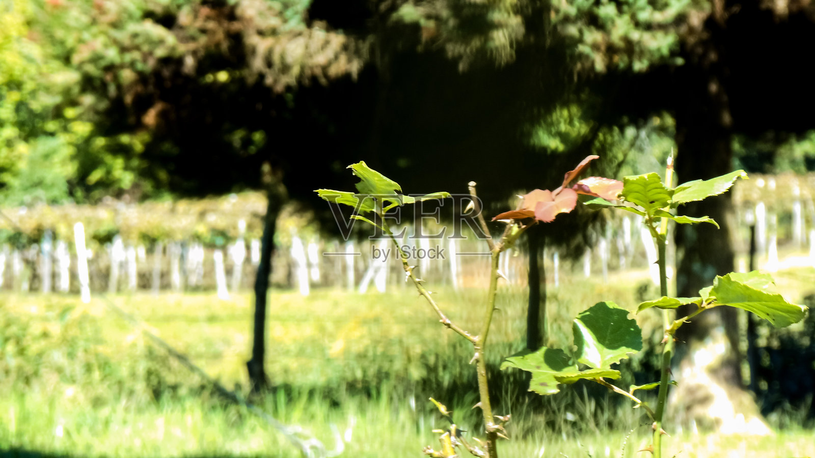 花园中休眠季节的玫瑰叶照片摄影图片