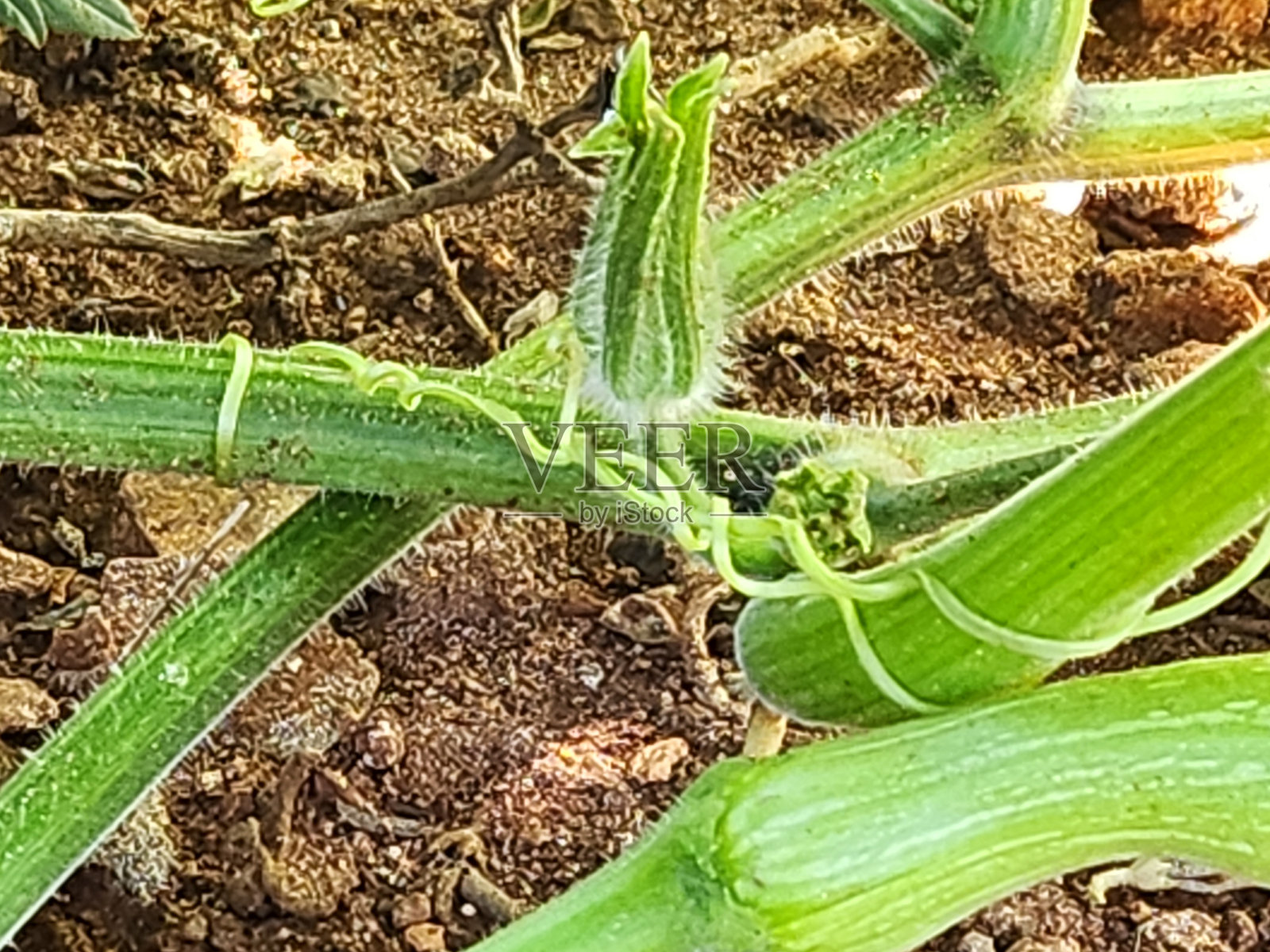 南瓜芽：小巧、紧凑、浅绿色的发育结构，位于强壮叶片的基部。南瓜卷须：细长、卷曲且灵活的结构，为植物生长提供支撑。南瓜茎。照片摄影图片