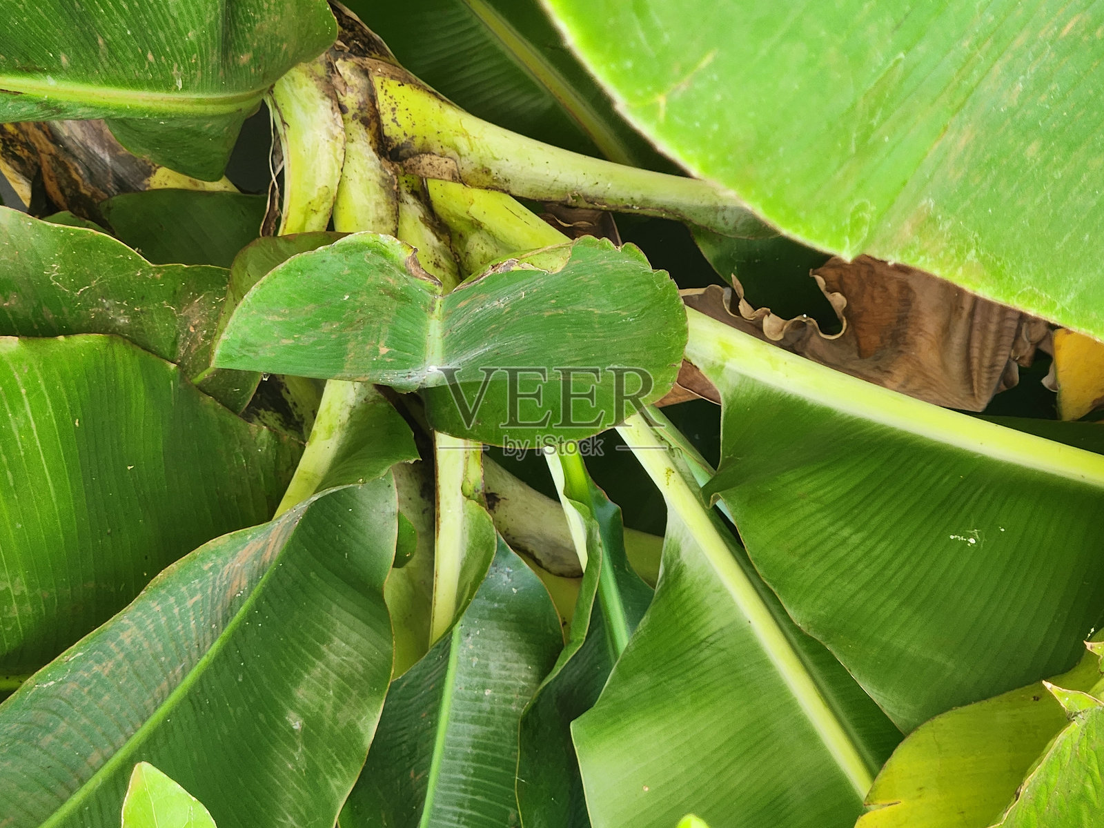 香蕉叶：长而优雅的形状，显著的叶脉和柔韧的质地。香蕉叶的基部从假茎中伸出：叶子与树干之间的平滑过渡。照片摄影图片