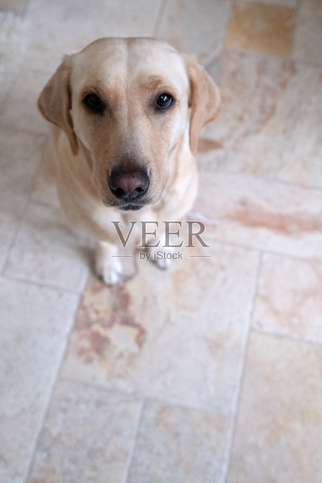 可爱的拉布拉多寻回犬望着镜头照片摄影图片