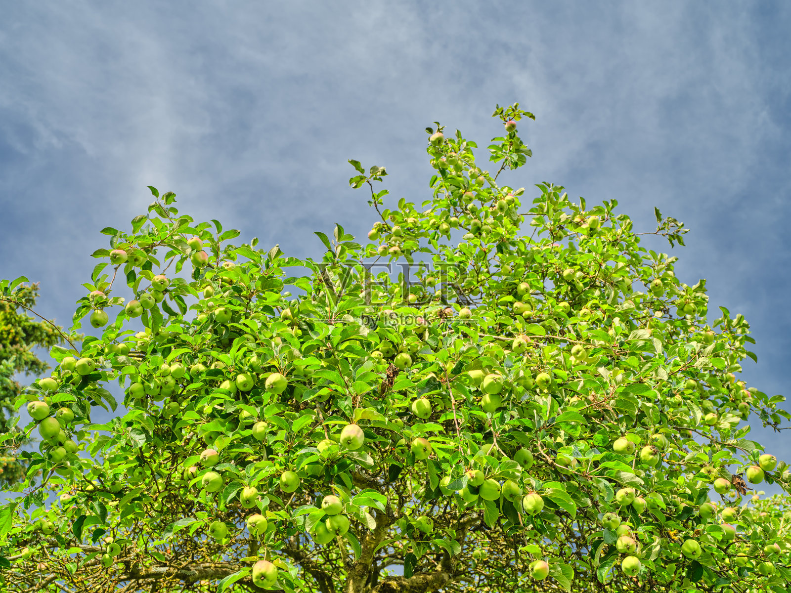 果实累累的苹果树与晴朗的天空背景照片摄影图片