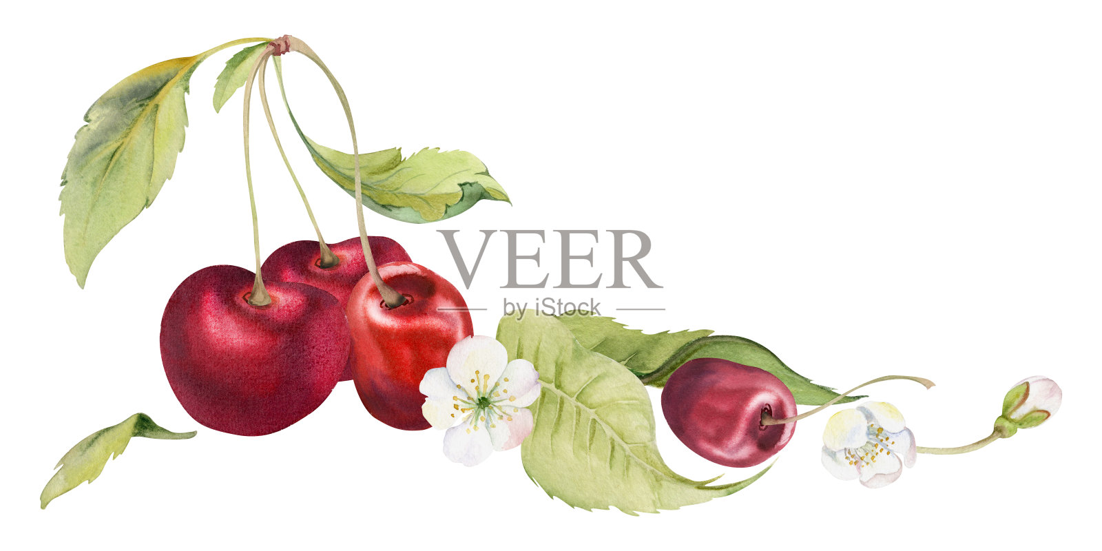 带有绿色叶子和白色花朵的甜酸红樱桃，紫红色浆果成串生长在茎上，手绘水彩插图。独立构图插画。适用于餐厅、咖啡馆菜单、婚礼、农贸市场。插画图片素材