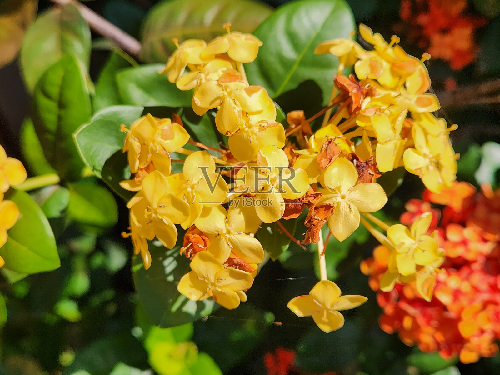 黄色的九重葛花序：一簇生机勃勃的小热带花朵照片摄影图片