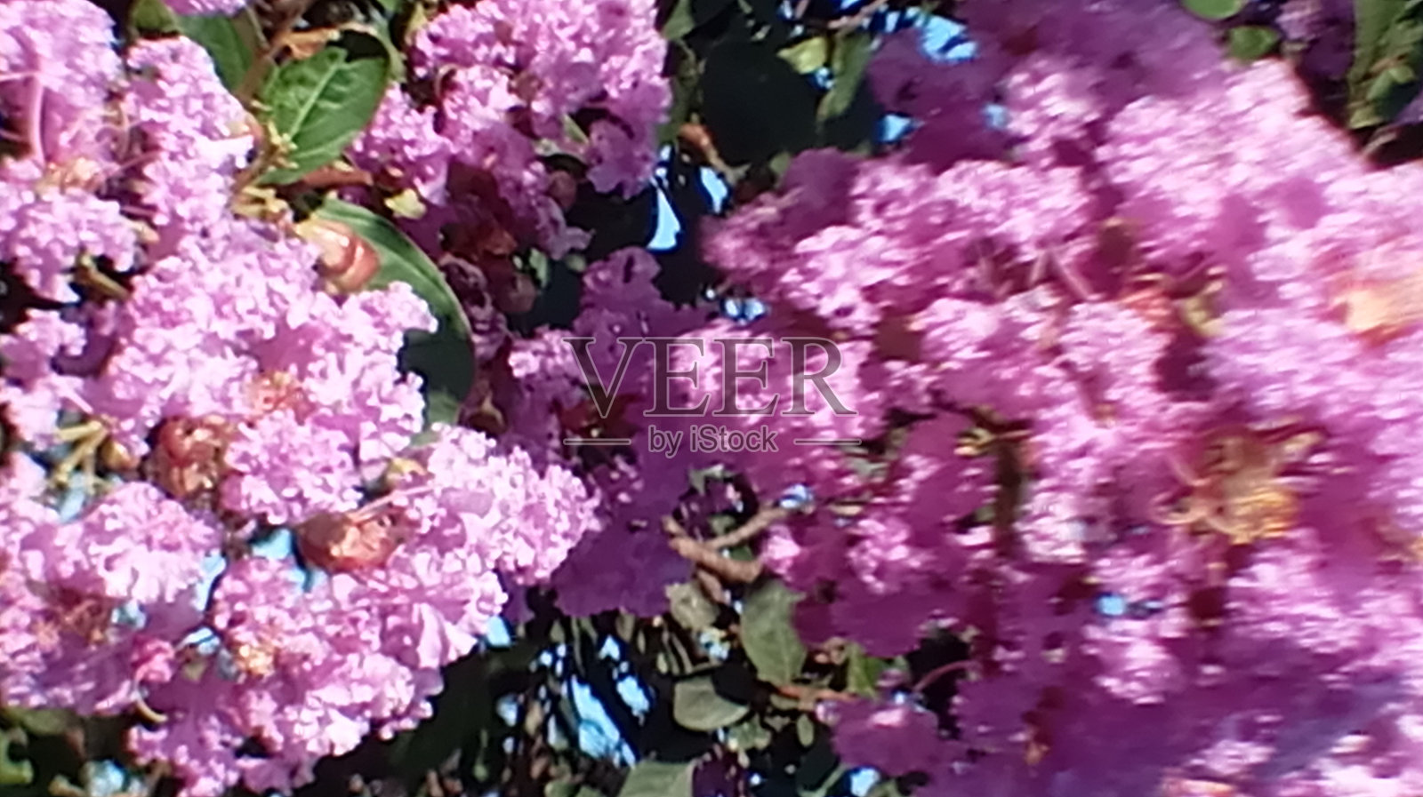 树木停车场中的紫丁香花照片摄影图片