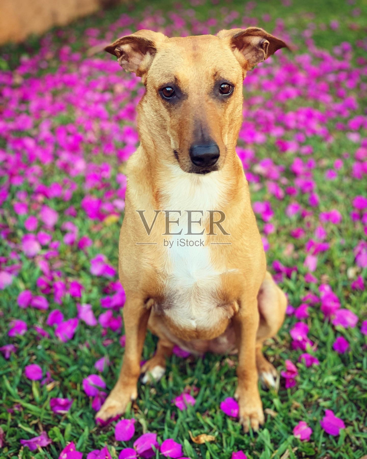 流浪狗与花朵照片摄影图片