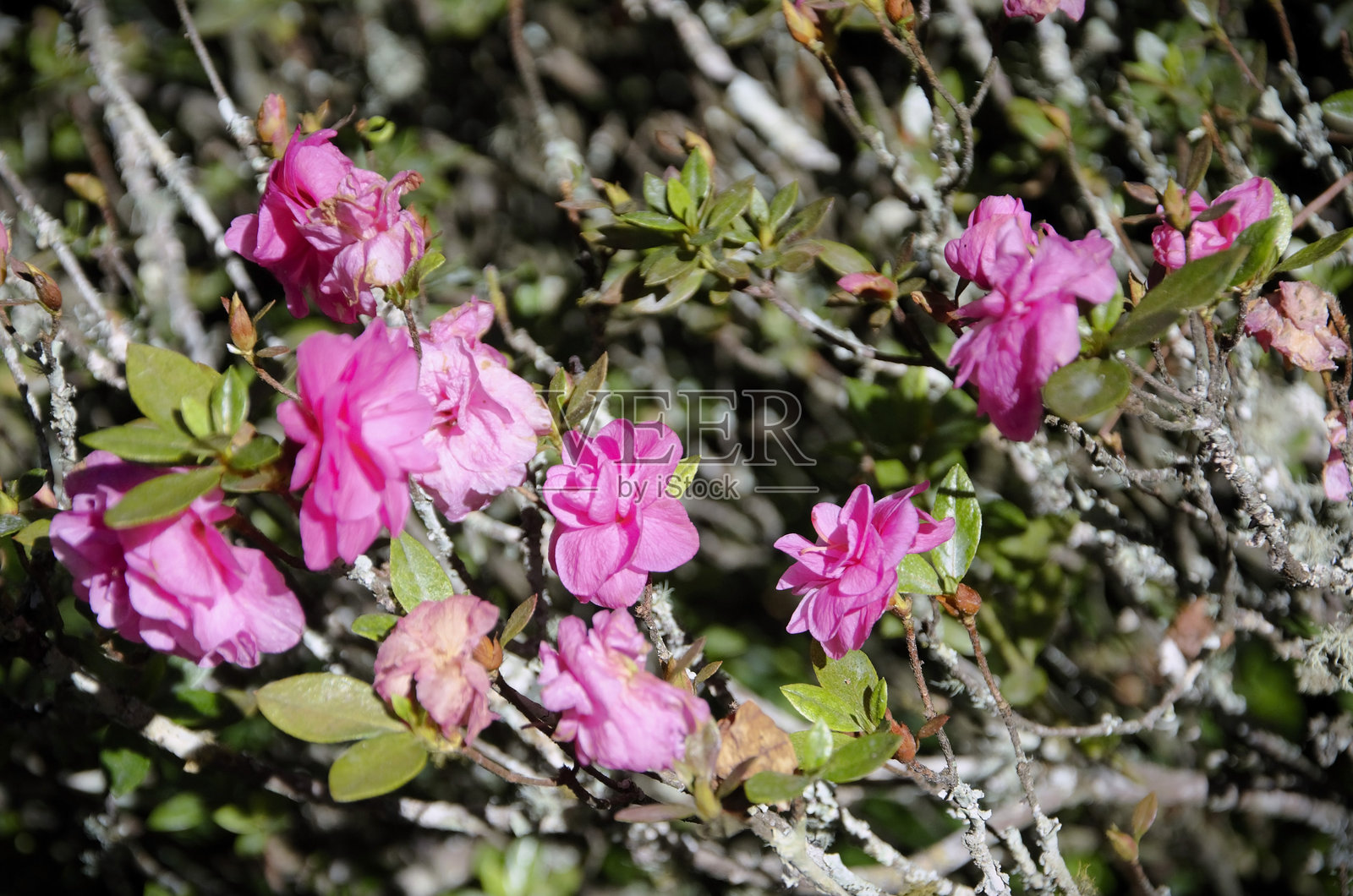 单朵粉色的杜鹃花照片摄影图片