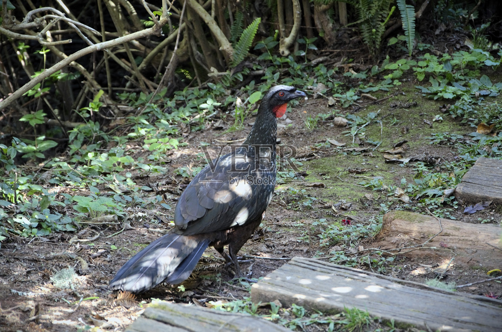 美丽的冠鸟（Penelope ochrogaster）在行走照片摄影图片