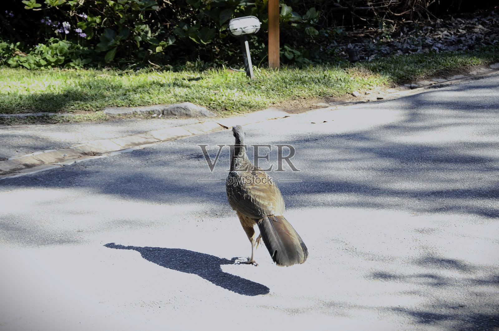 一只黄腹冠鸟（Penelope ochrogaster）在沥青上行走照片摄影图片