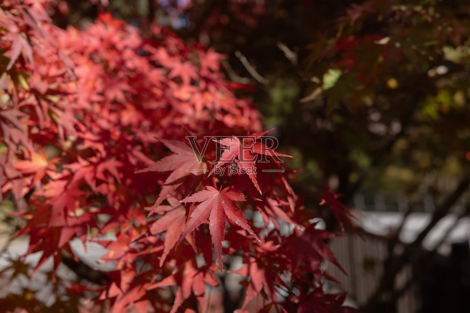 秋天的落叶照片摄影图片