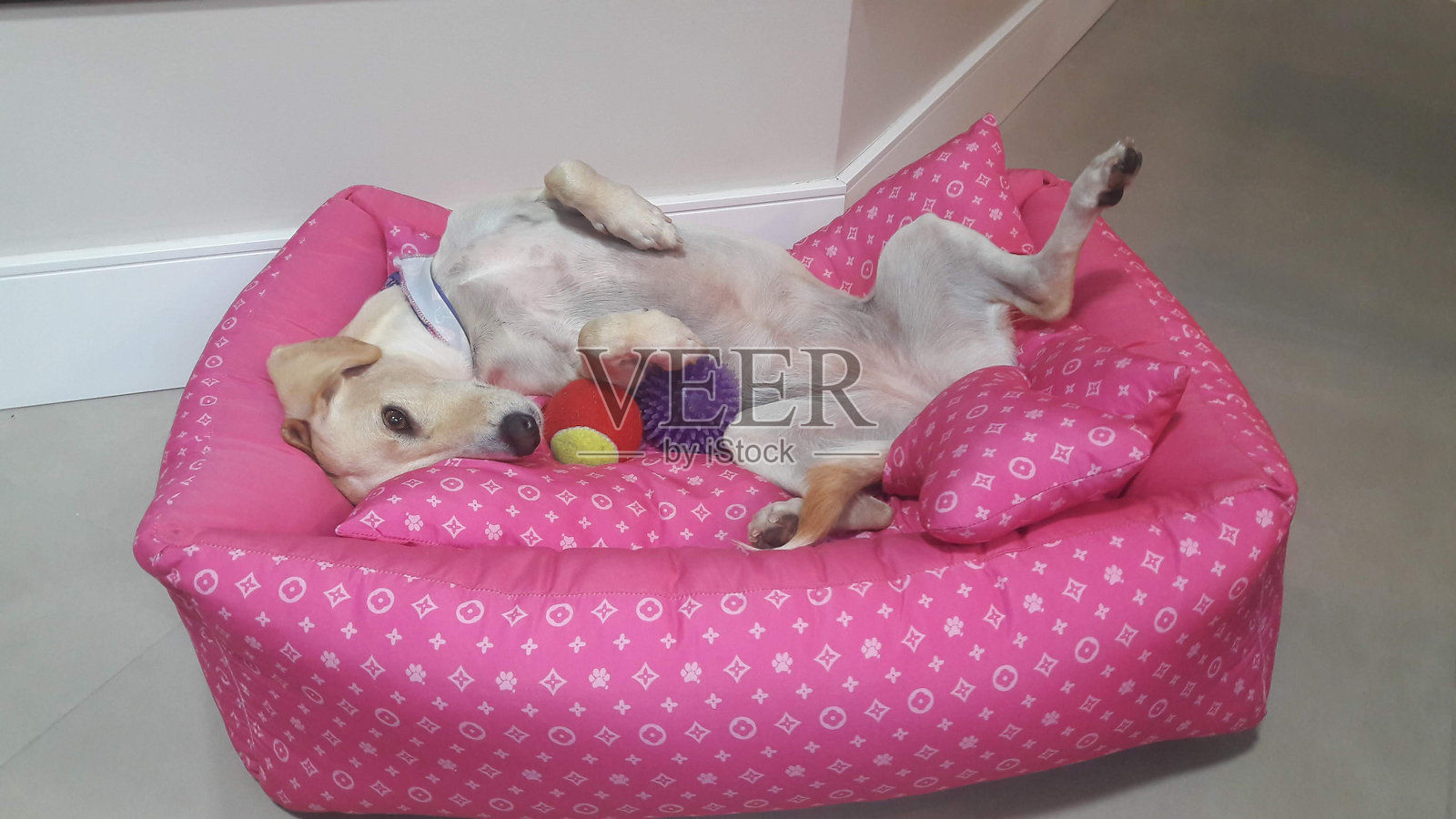 狗的风格照片摄影图片