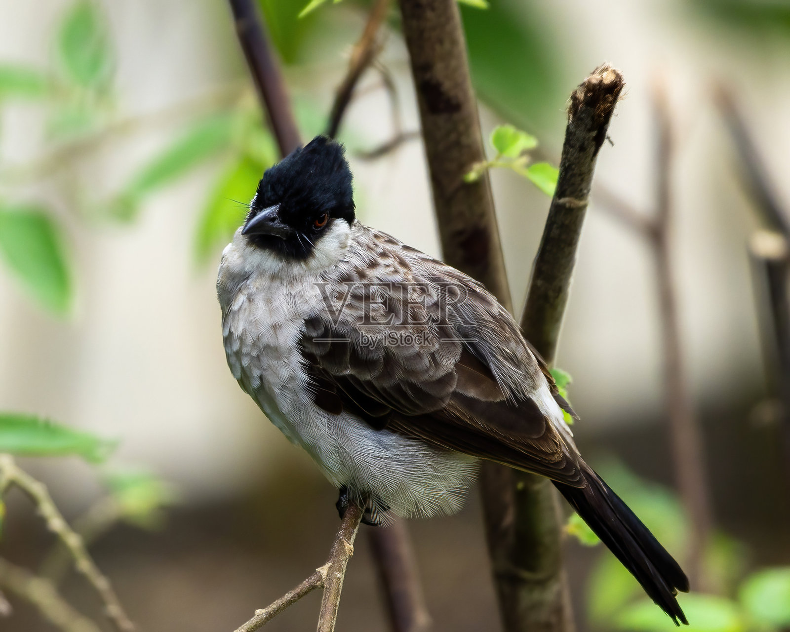 烟头鹎照片摄影图片