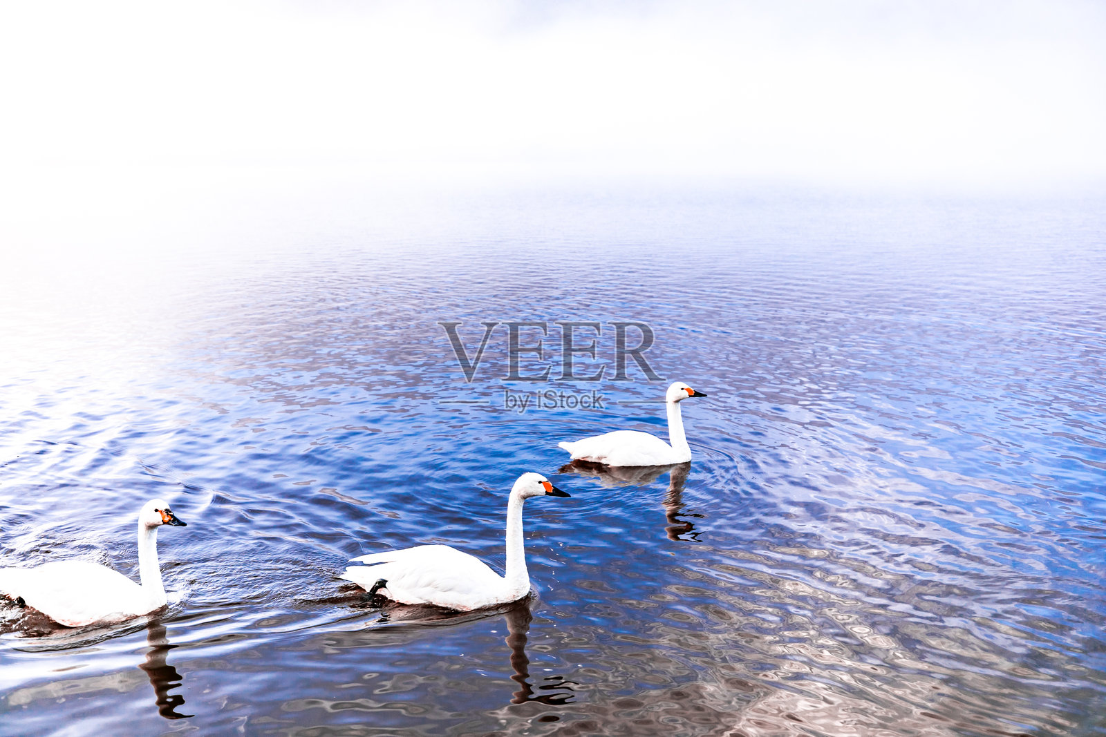 湖上的天鹅照片摄影图片