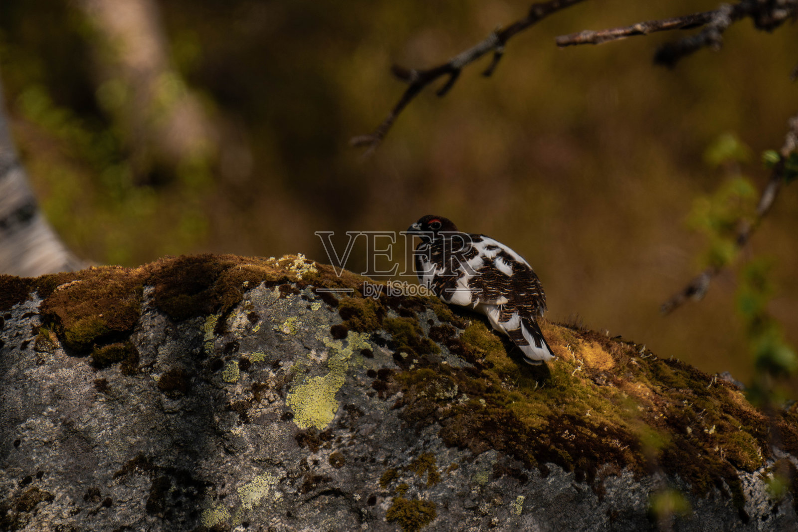 岩雷鸟（Lagopus muta）坐在岩石上照片摄影图片