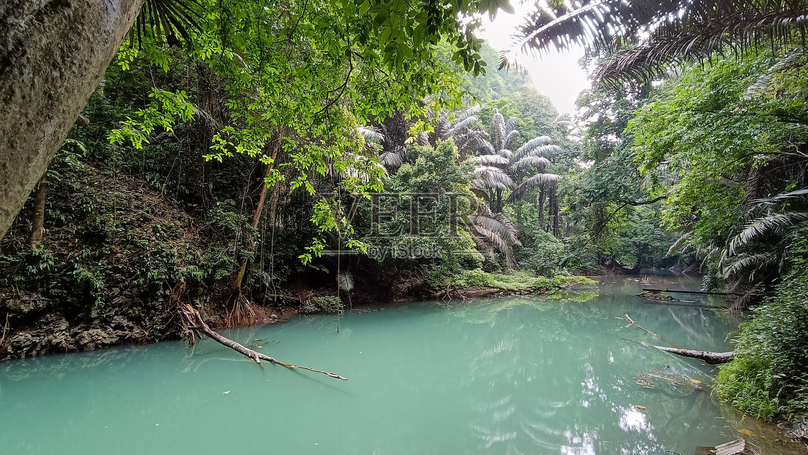 全景。树木和河流。照片摄影图片
