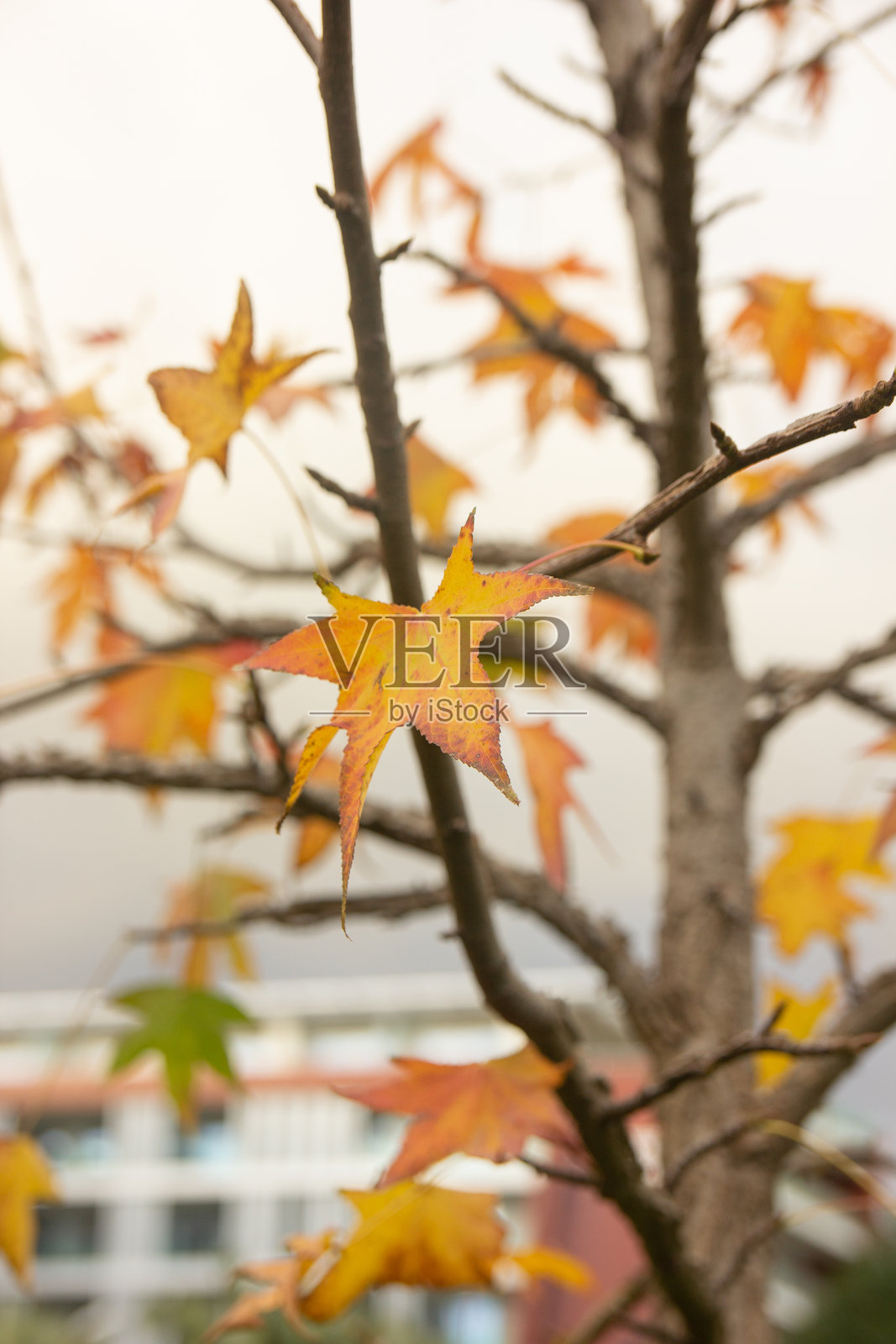 枫树照片摄影图片