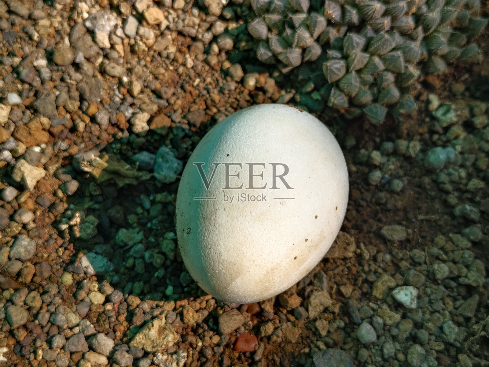 孔雀雌鸟的蛋照片摄影图片