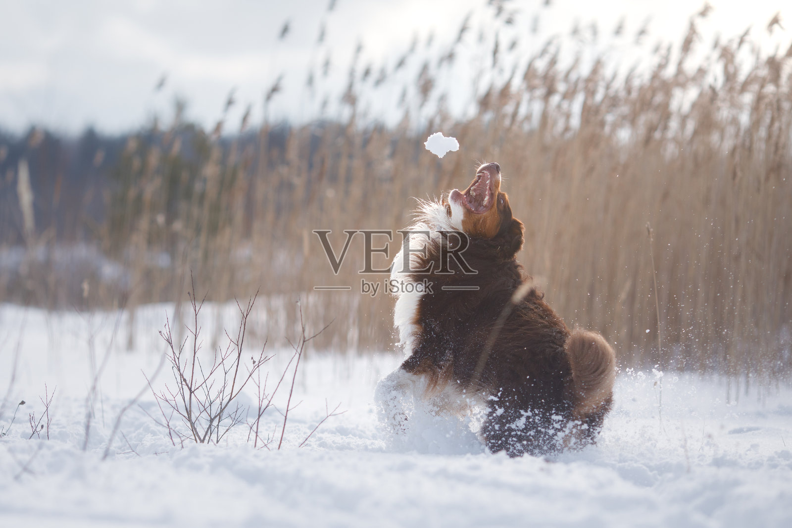 在雪地里玩耍的澳大利亚牧羊犬照片摄影图片
