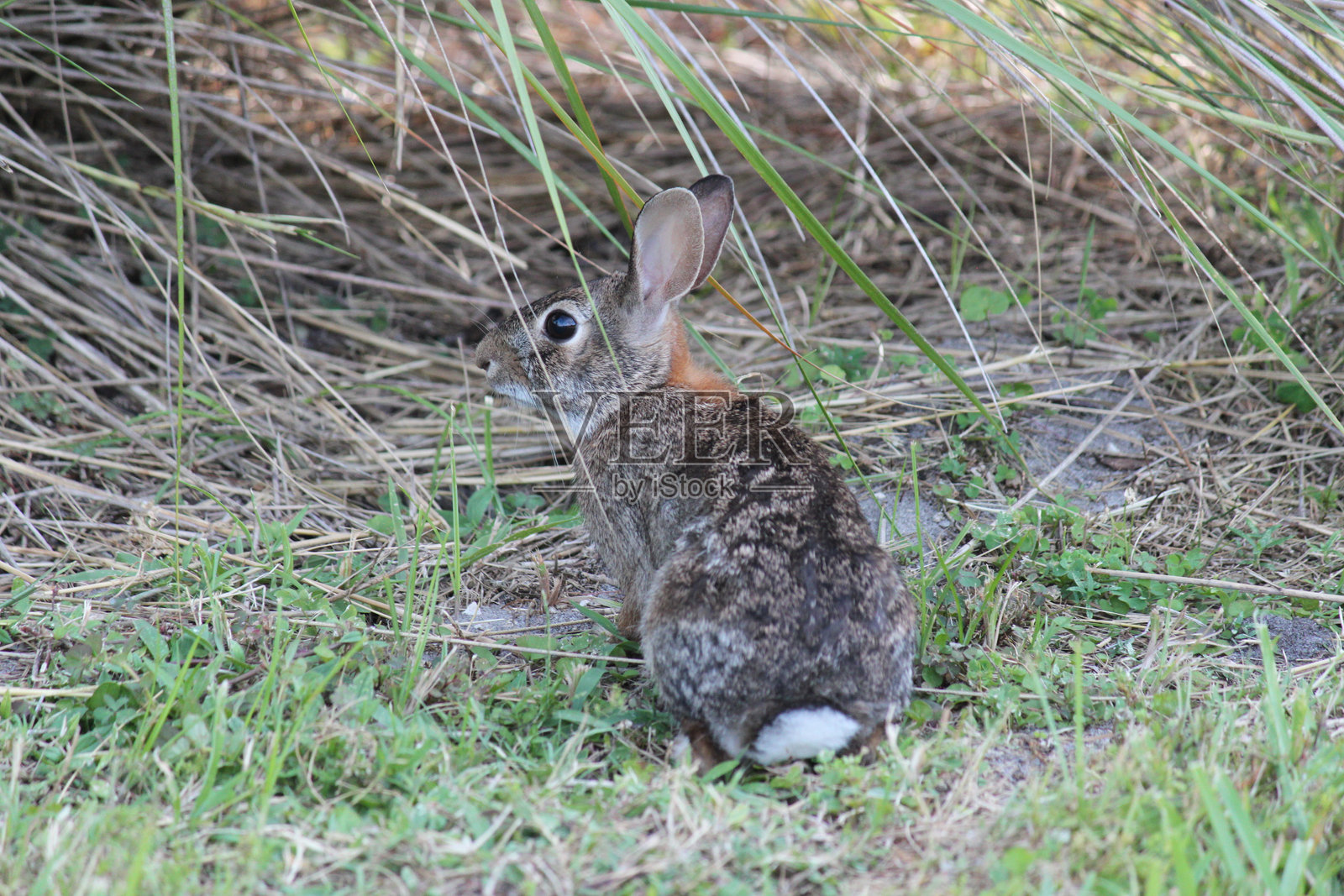 东部棉尾兔照片摄影图片