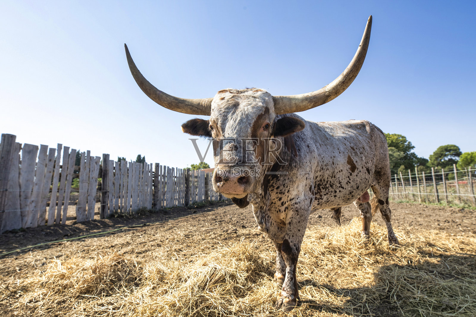 一头雄伟的长角公牛自豪地站在宽阔的牧场上，蓝天清澈。照片摄影图片