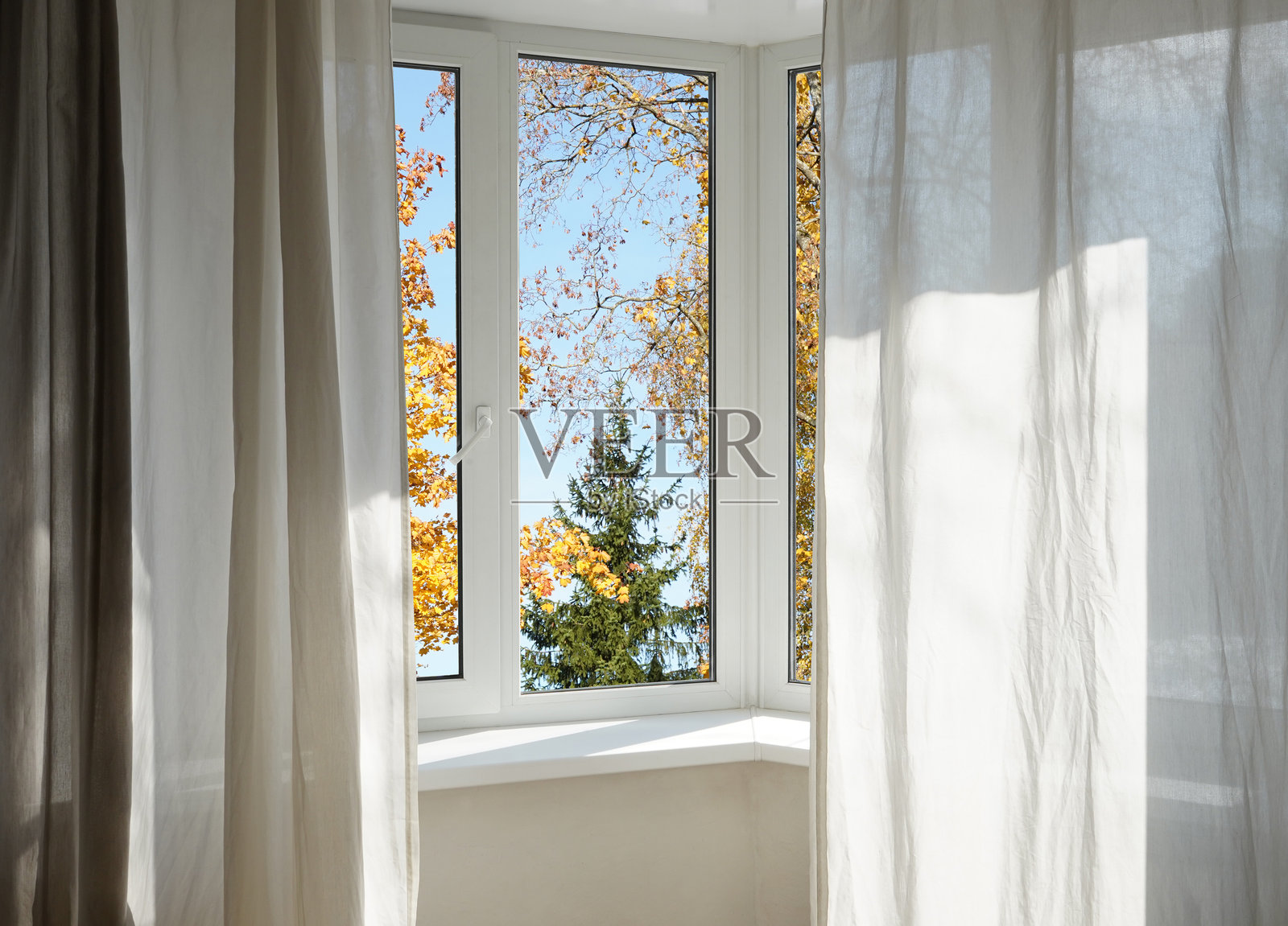 窗外景色，黄色的树木，森林的风景。照片摄影图片